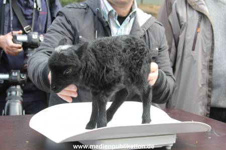 Hagenbeck Inventur 16052013 017
