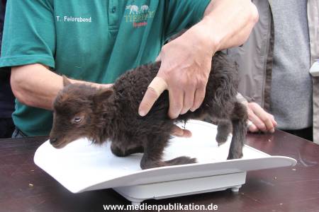 Hagenbeck Inventur 16052013 018