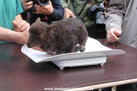 Hagenbeck Inventur 16052013 019