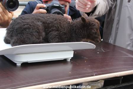 Hagenbeck Inventur 16052013 020