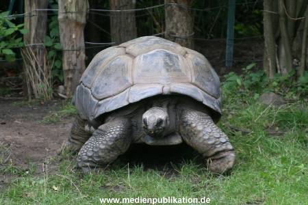 Hagenbeck 06082010 0005