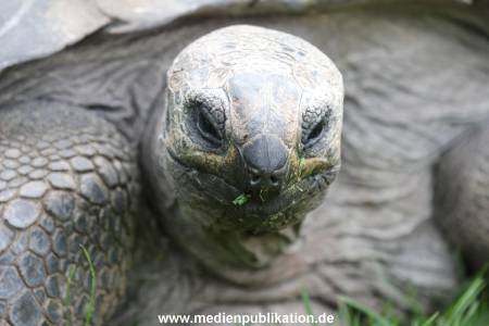 Hagenbeck 01082015 046