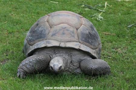 Hagenbeck 01082015 047