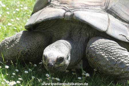 Hagenbeck 06062013 080