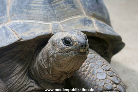 Hagenbeck 29102010 027