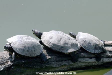 Hagenbeck Archiv 07042009 001