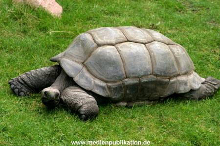 Hagenbeck Archiv 07042009 005