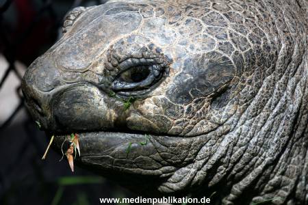 Hagenbeck Archiv 07042009 010