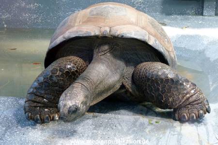 Hagenbeck Fruehling 12042012 086