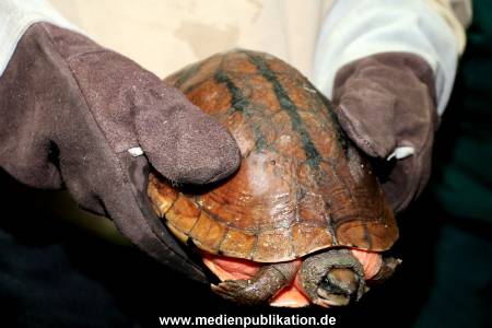 Hagenbeck Inventur 28122007 016