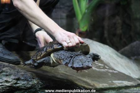 Hagenbeck Inventur 29122011 005