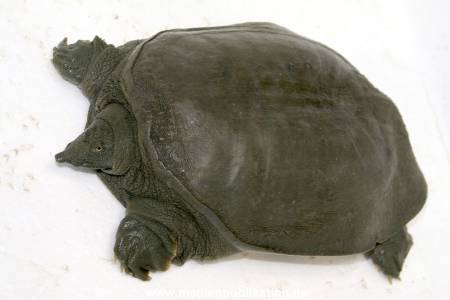 Schildkroete 07112007 001