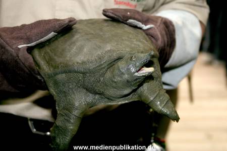 Schildkroete 07112007 002