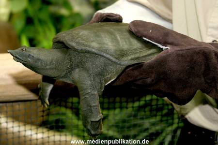 Schildkroete 07112007 003