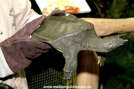 Schildkroete 07112007 004