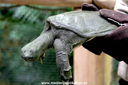 Schildkroete 07112007 005