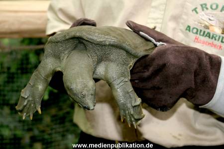 Schildkroete 07112007 008