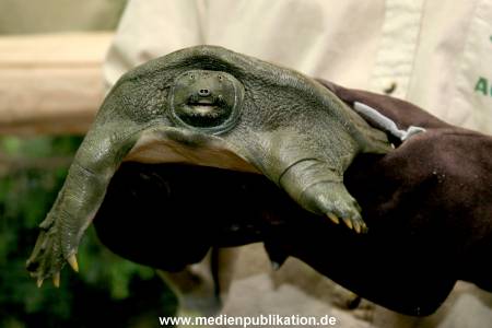 Schildkroete 07112007 011