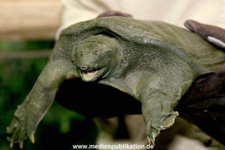 Schildkroete 07112007 012