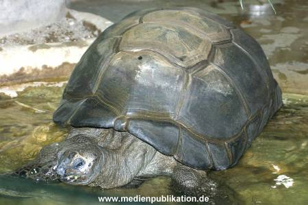 hagenbeck 03 04 020