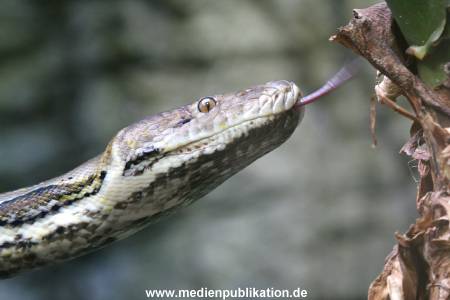 Hagenbeck 24072010 011