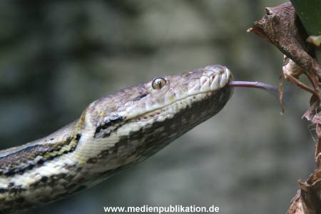 Hagenbeck 24072010 012