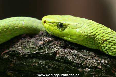 Hagenbeck 24072010 017