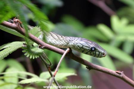 Hagenbeck Archiv 07042009 047