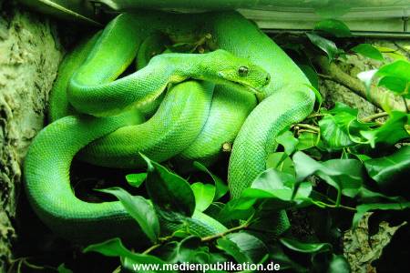 Hagenbeck Archiv 08032009 026