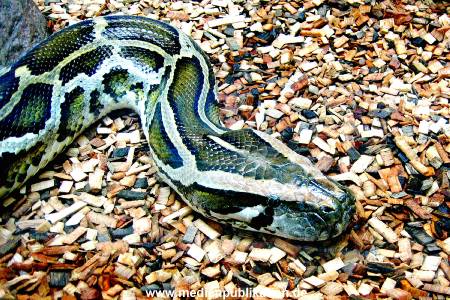 Hagenbeck Archiv 08032009 027