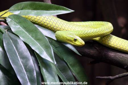 Hagenbeck Archiv 23052009 011