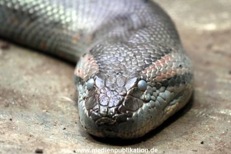 Hagenbeck Fruehling 12042012 010