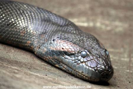 Hagenbeck Fruehling 12042012 011