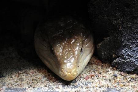 Hagenbeck Fruehling 12042012 015