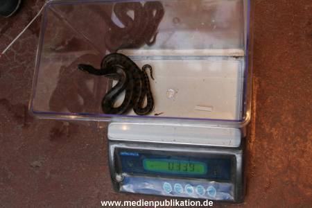 Hagenbeck Inventur 29122011 017