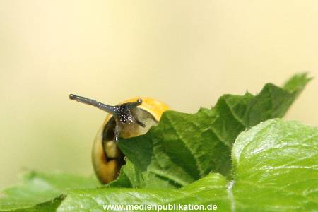 Schnecke 062005 001