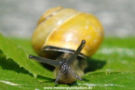 Schnecke 062005 002