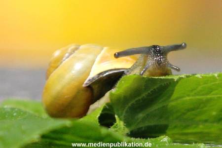 Schnecke 062005 003