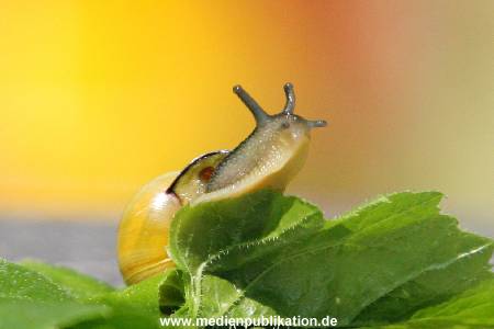 Schnecke 062005 004