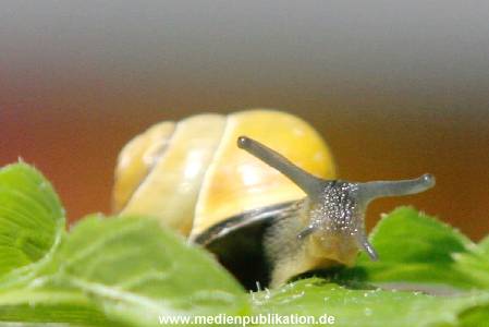 Schnecke 062005 005