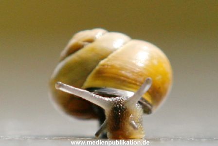 Schnecke 062005 006