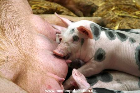 Hagenbeck 042010 004