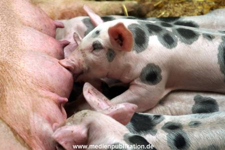Hagenbeck 042010 005