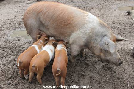Hagenbeck 06062013 017