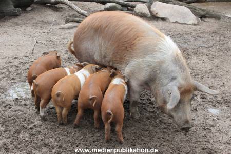 Hagenbeck 06062013 018