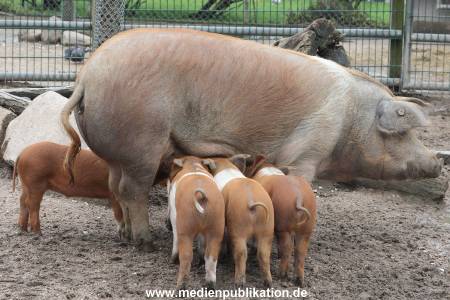 Hagenbeck 06062013 019