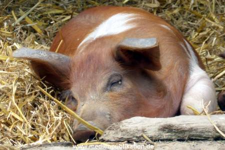 Hagenbeck 17062013 006