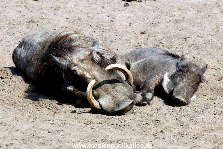 Hagenbeck 20042011 005