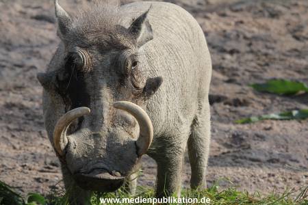 Hagenbeck 31082012 001