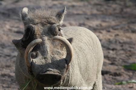 Hagenbeck 31082012 002